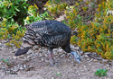 Meleagris gallopavo